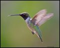 _4SB6204 black-chinned hummingbird